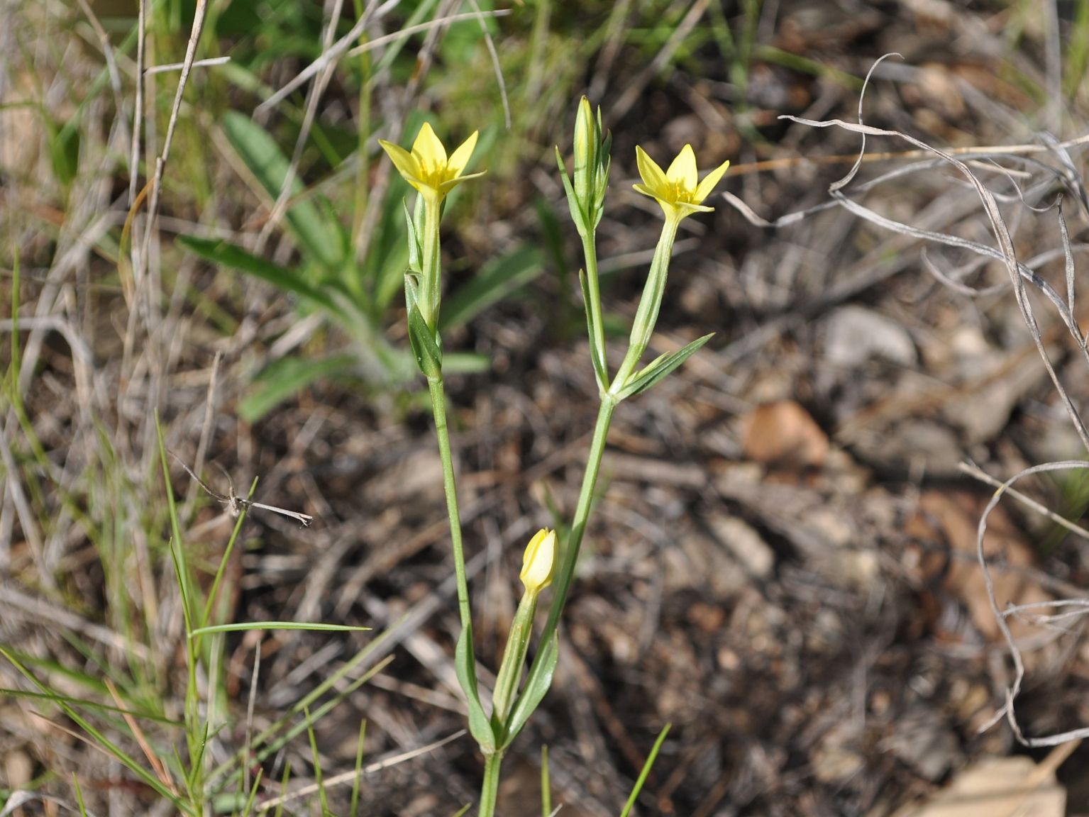 Centaurium maritimum
