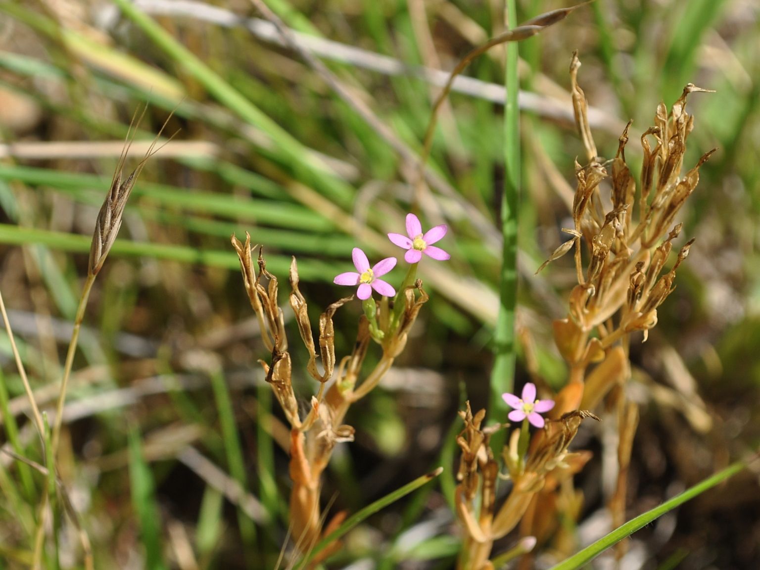 Centaurium pulchellum
