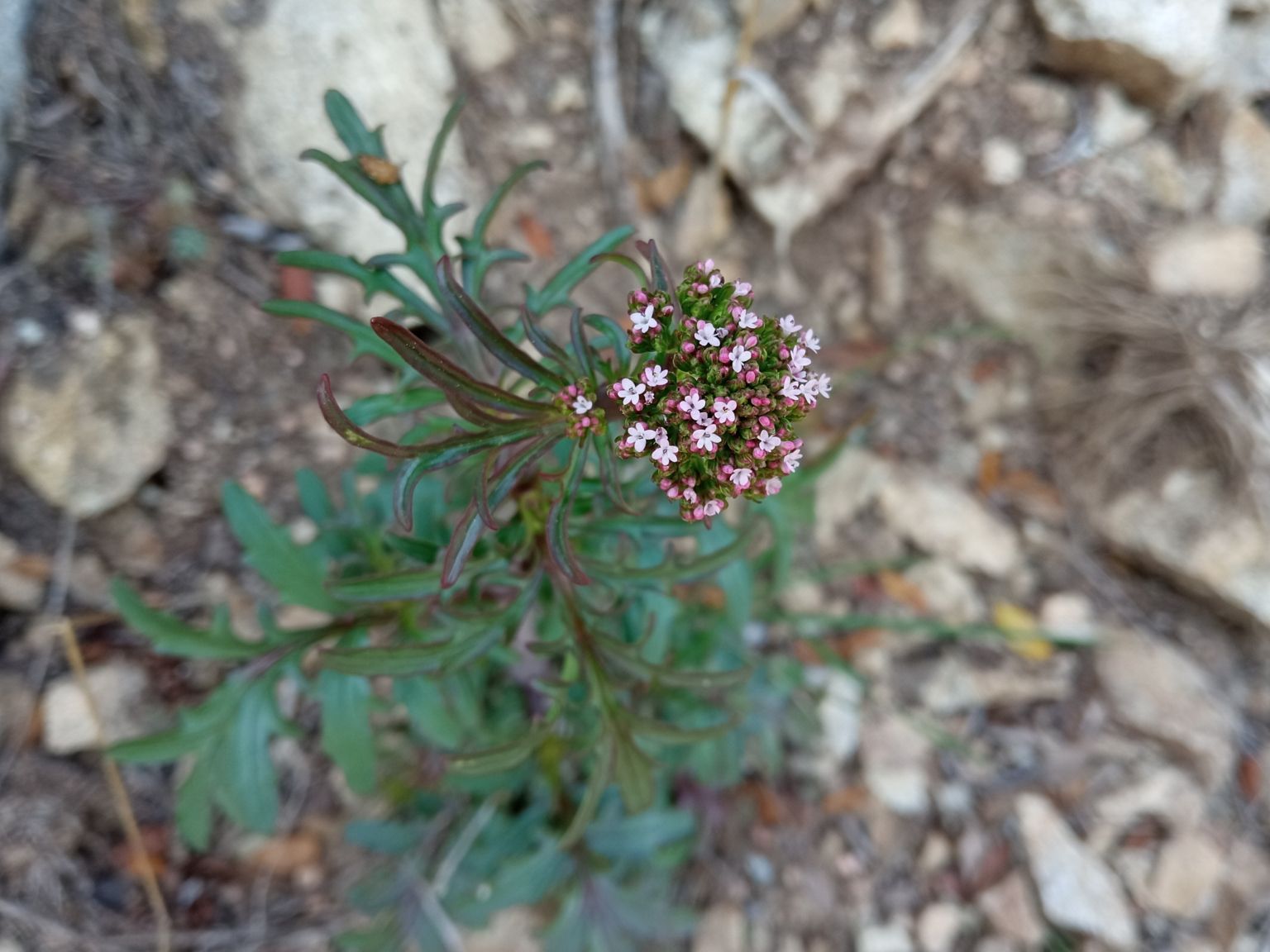 Centranthus calcitrapae