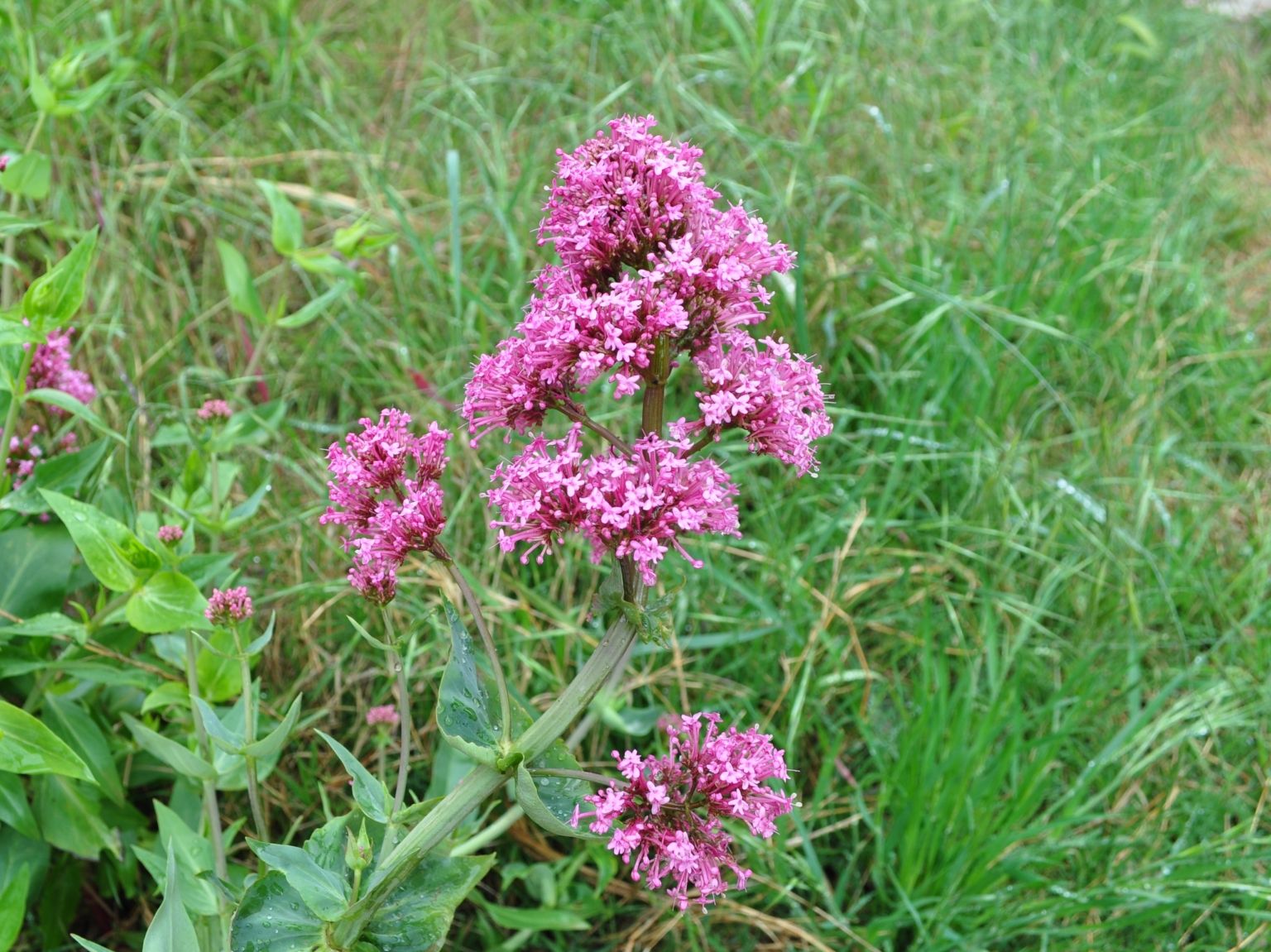 Centranthus ruber ruber