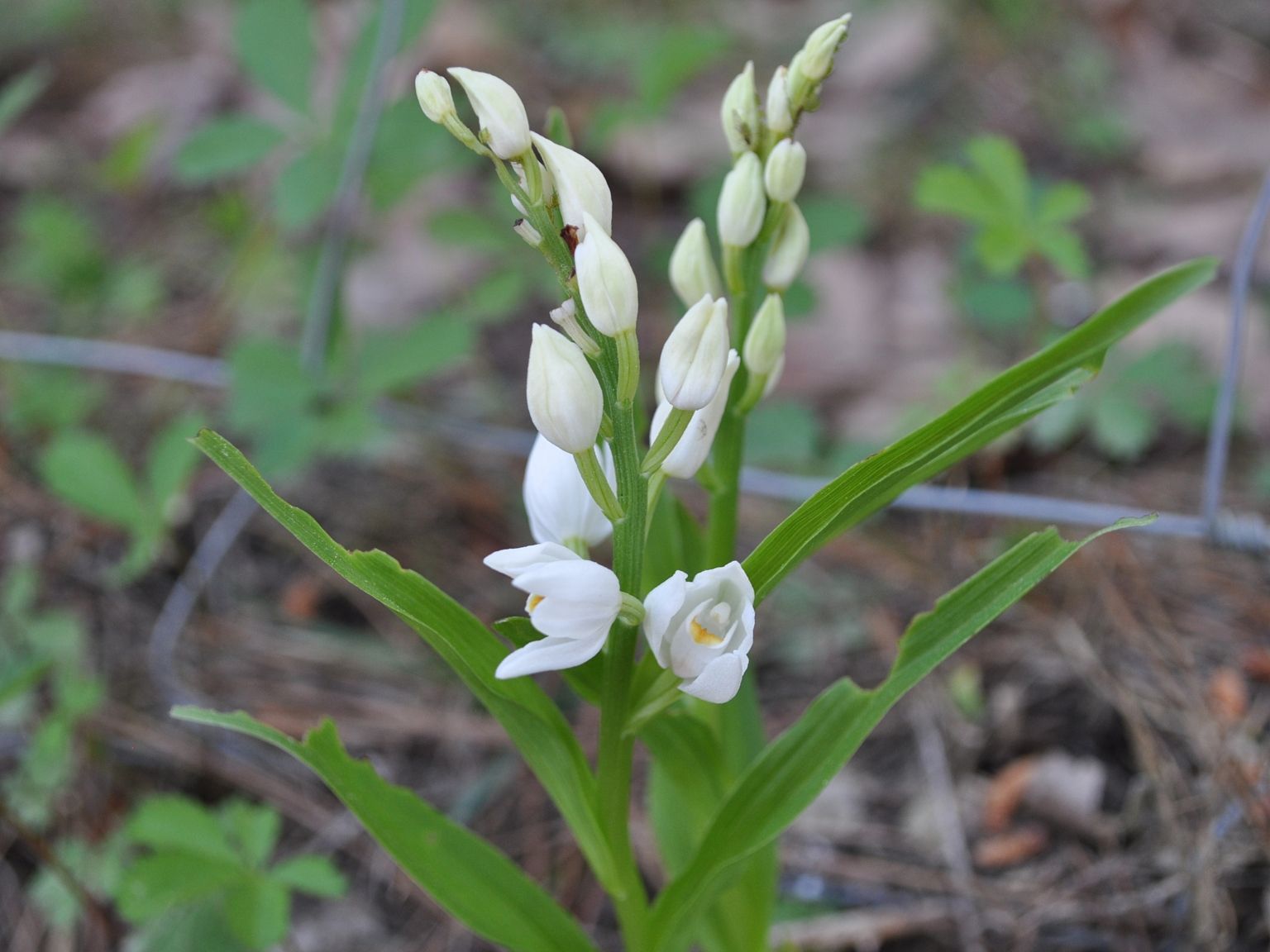Cephalanthera longifolia