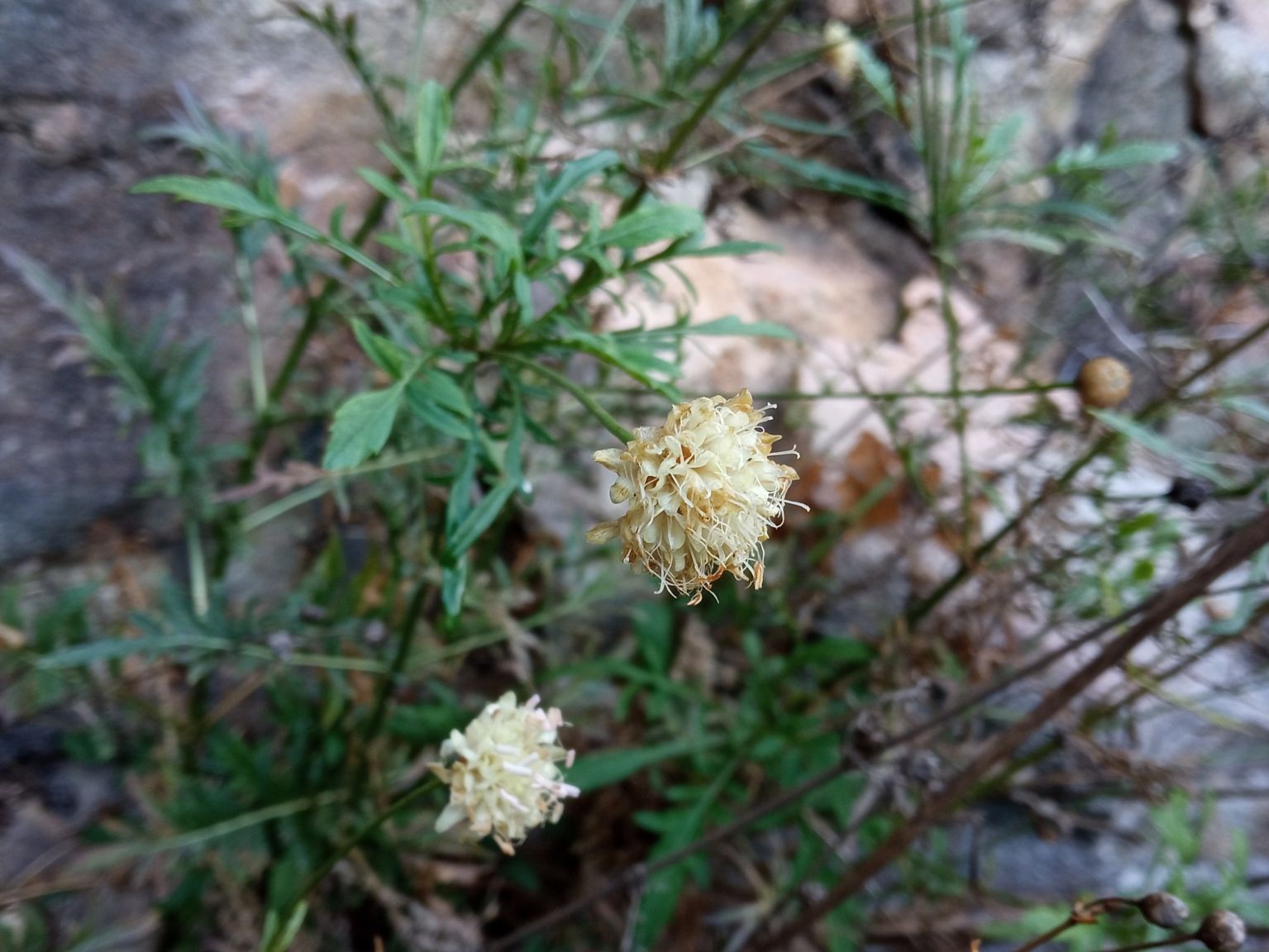 Cephalaria leucantha