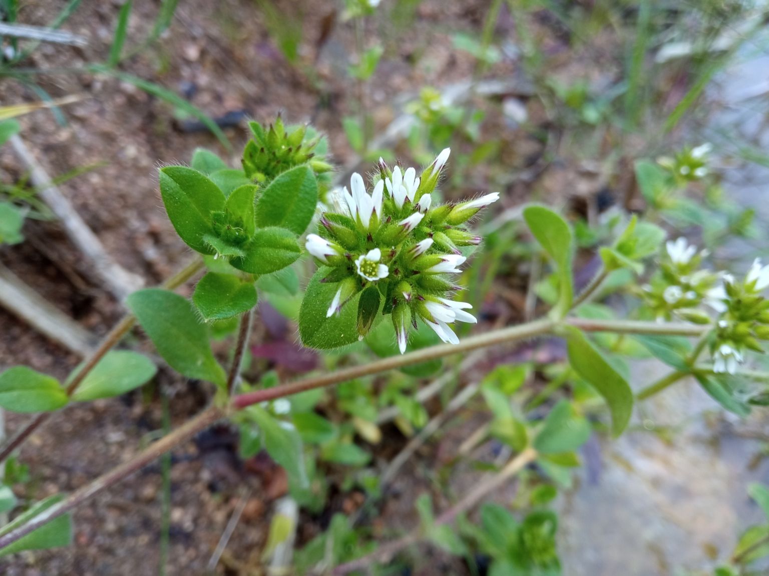 Cerastium glomeratum