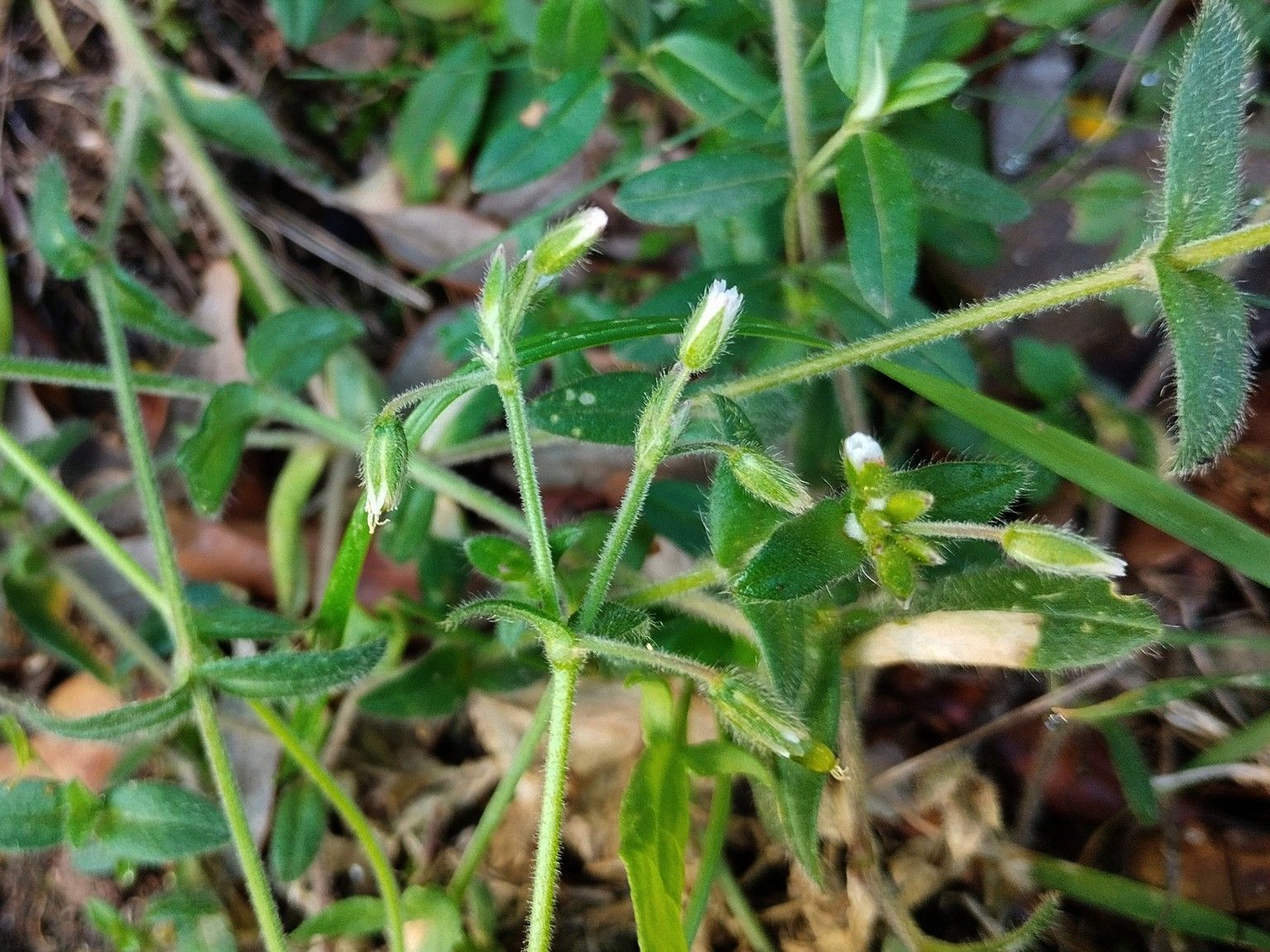 Cerastium holosteoides