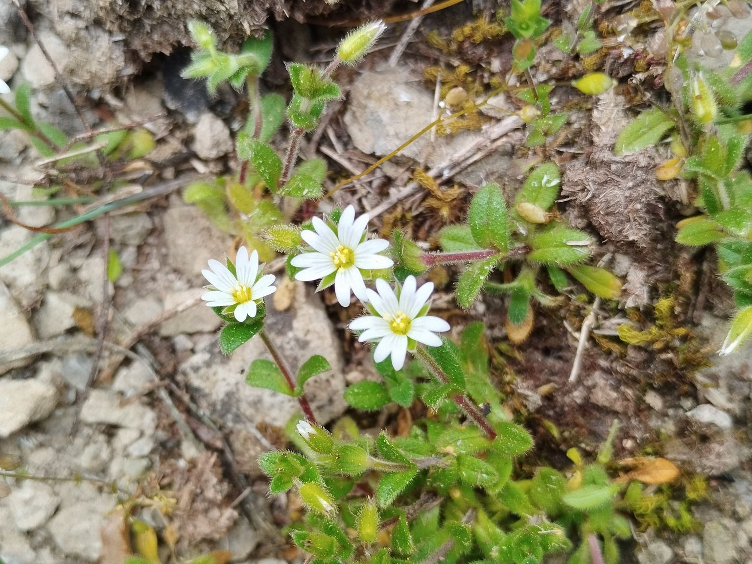 Cerastium pumilum