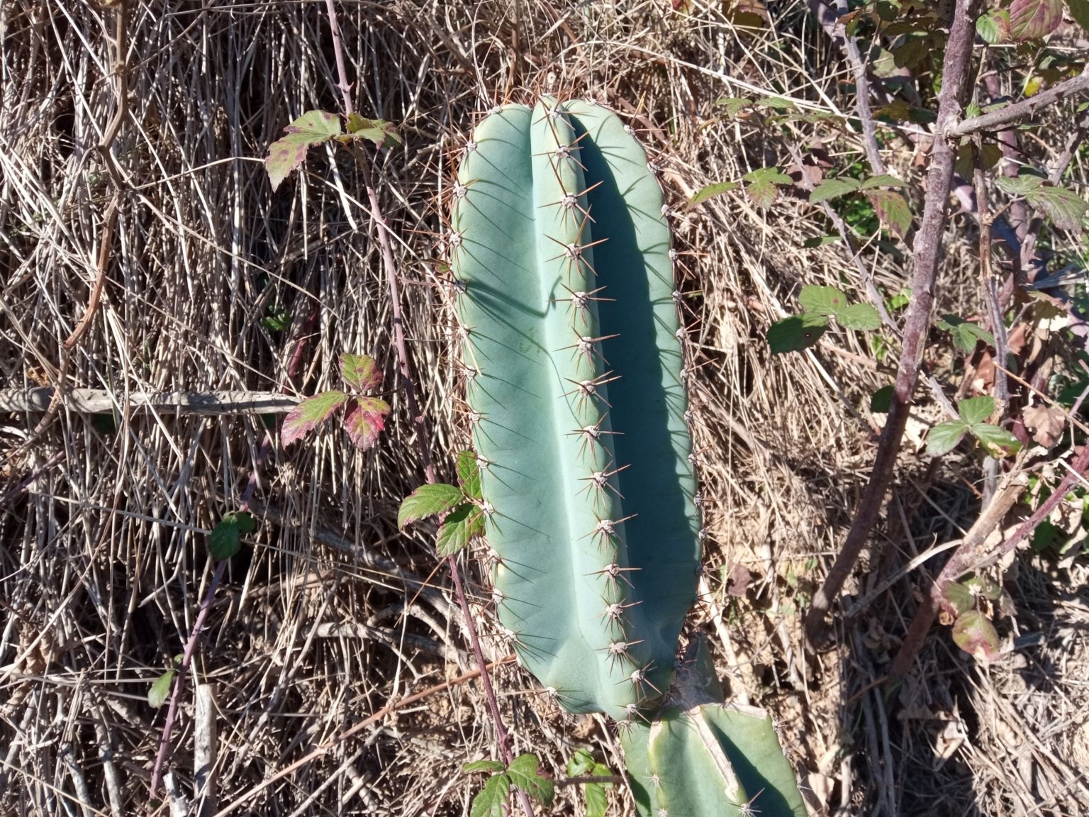 Cereus hildmannianus