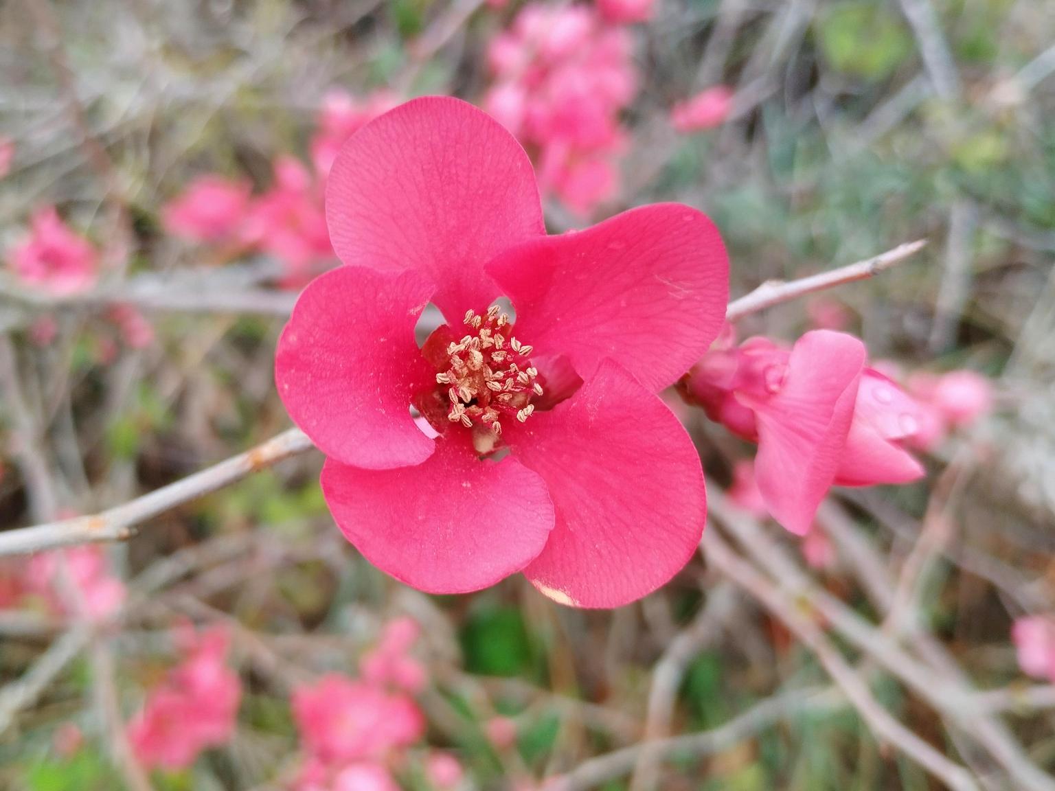 Chaenomeles speciosa