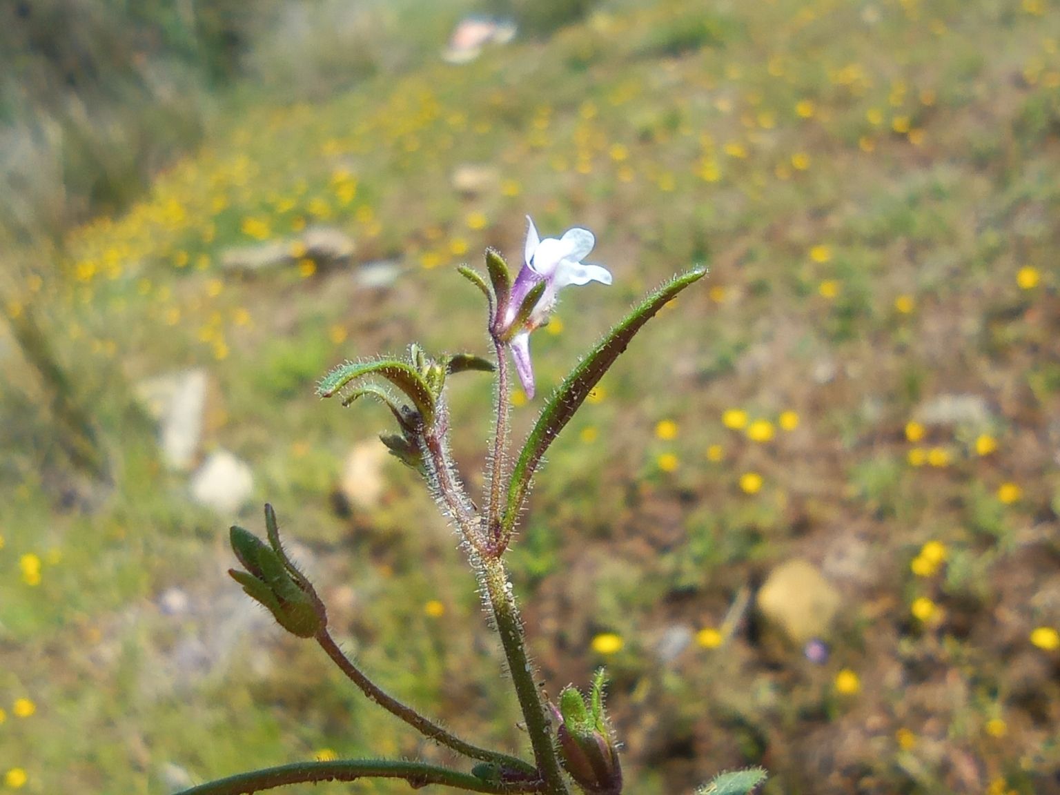 Chaenorhinum minus minus