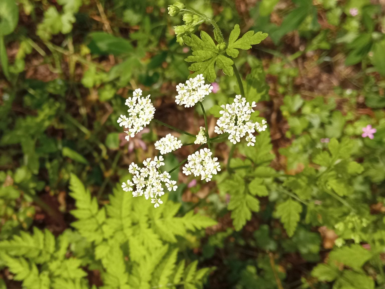 Chaerophyllum temulum