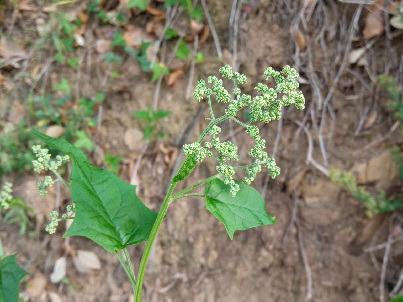 Chenopodiastrum hybridum