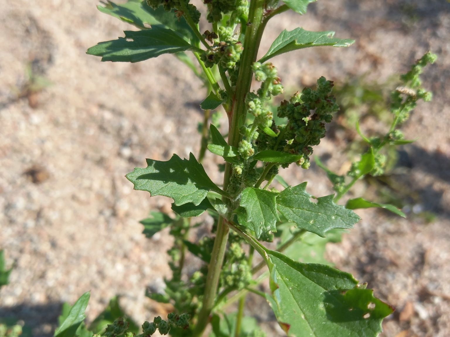 Chenopodiastrum murale