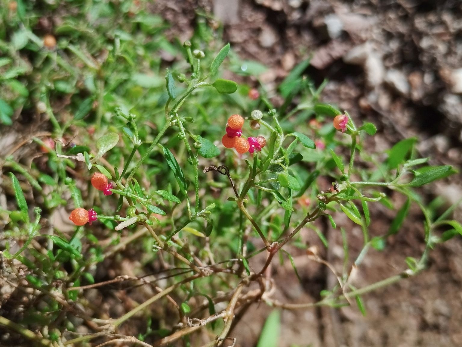 Chenopodium nutans nutans