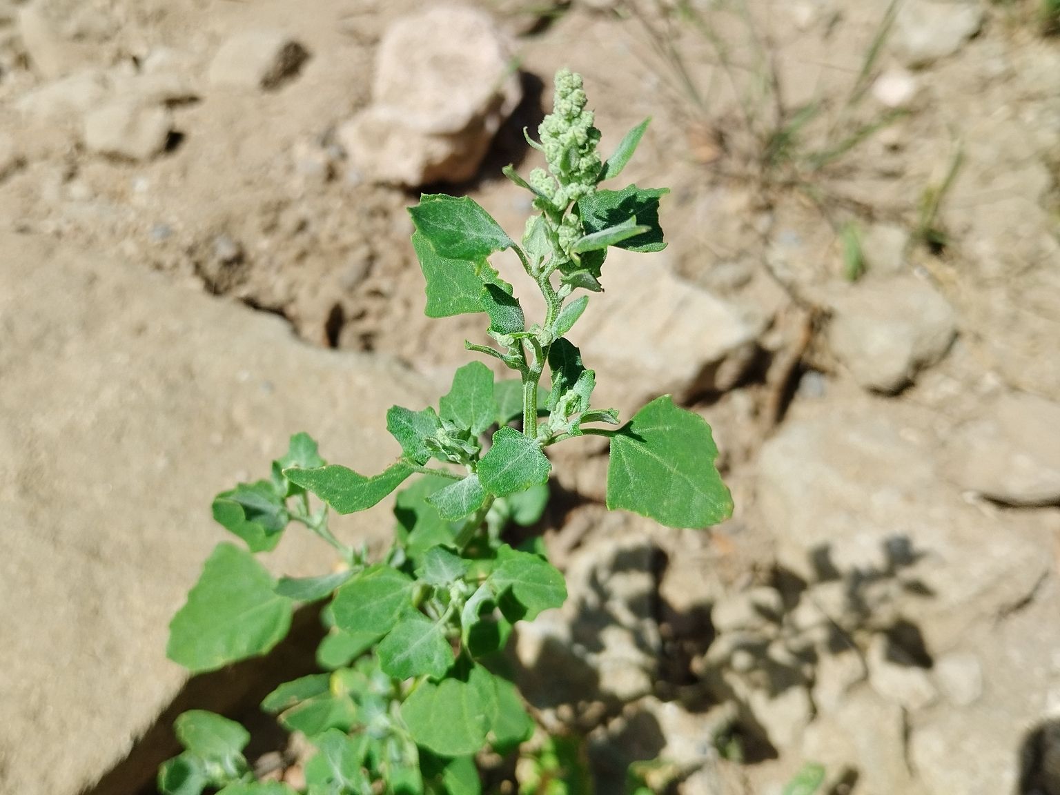 Chenopodium opulifolium
