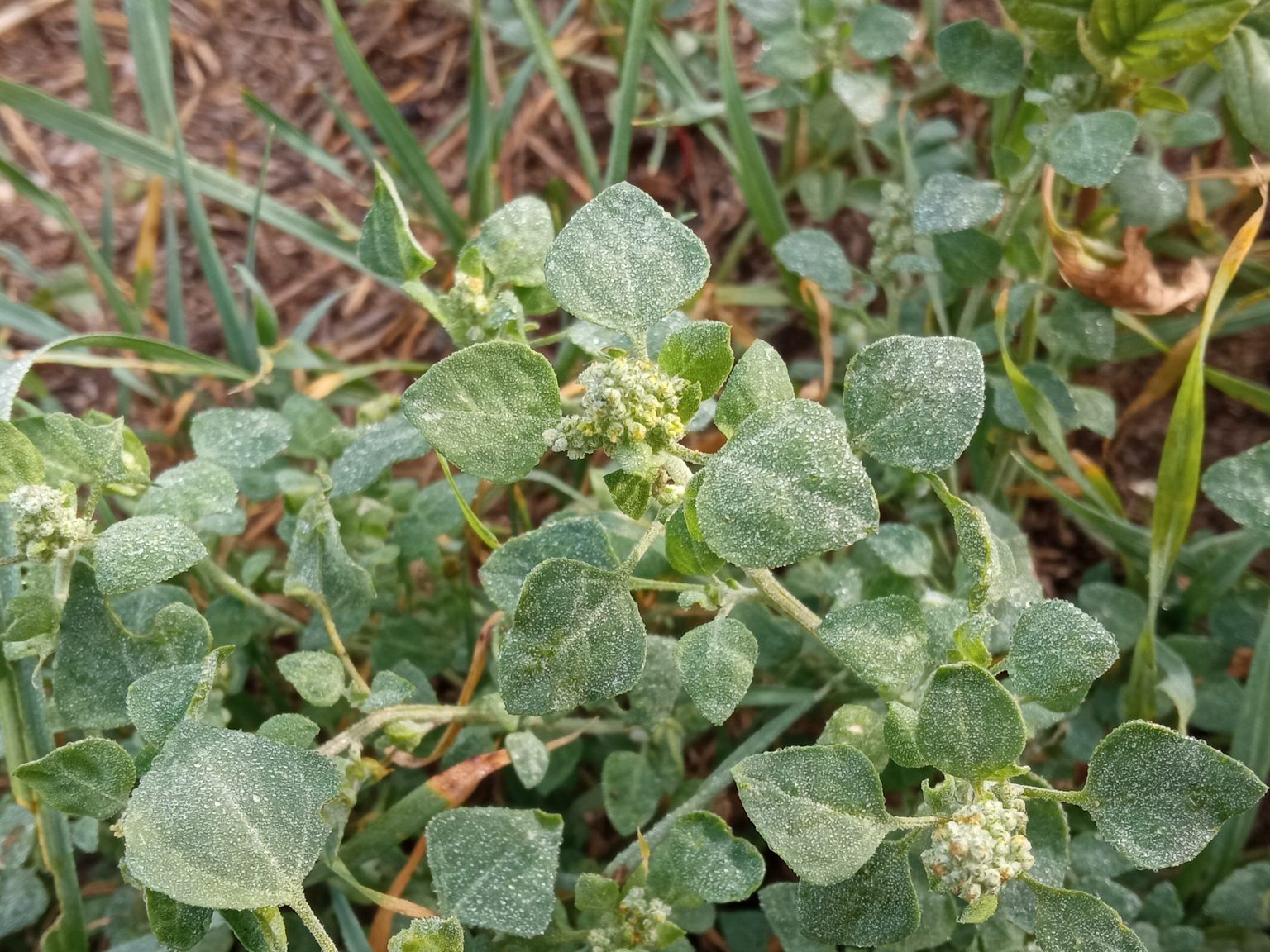 Chenopodium vulvaria