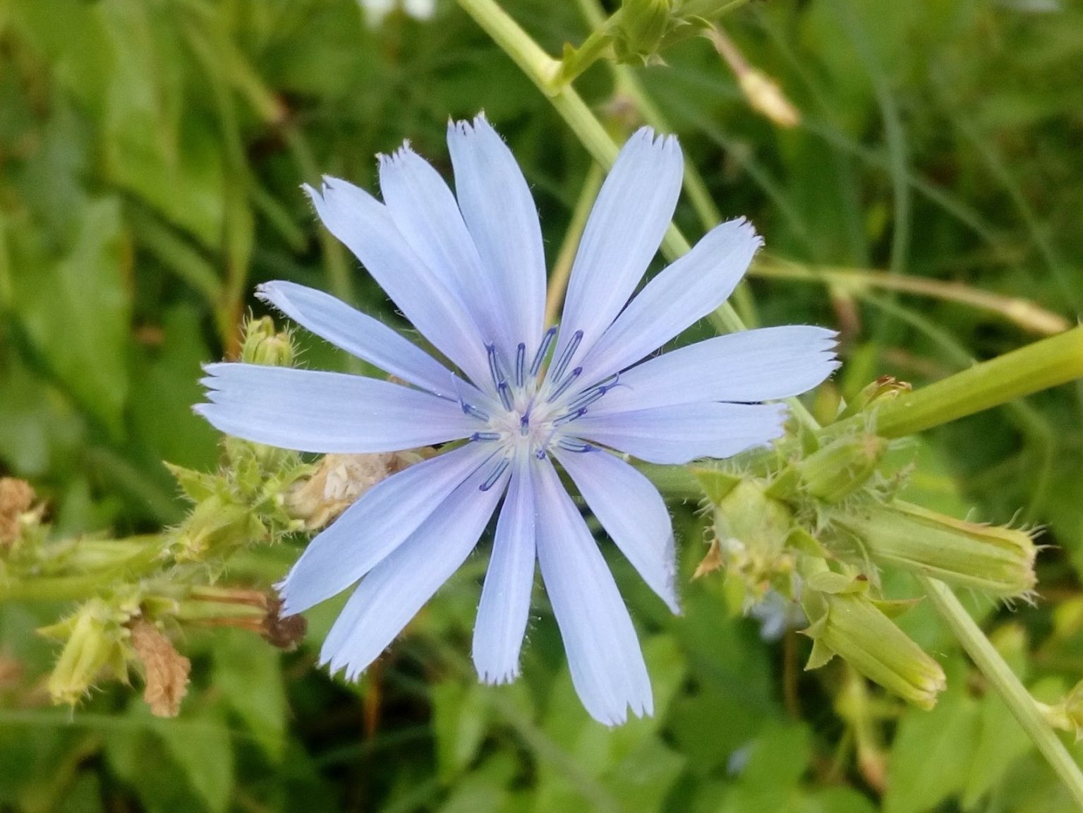 Cichorium intybus intybus