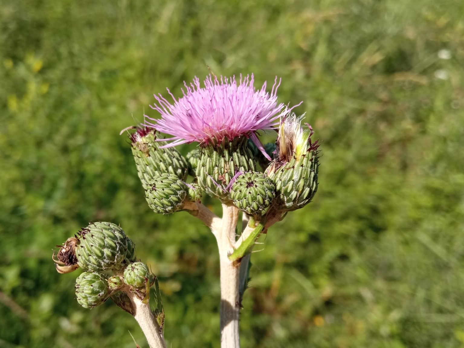Cirsium monspessulanum