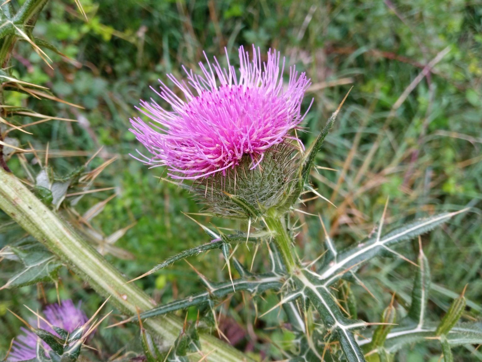 Cirsium richterianum costae