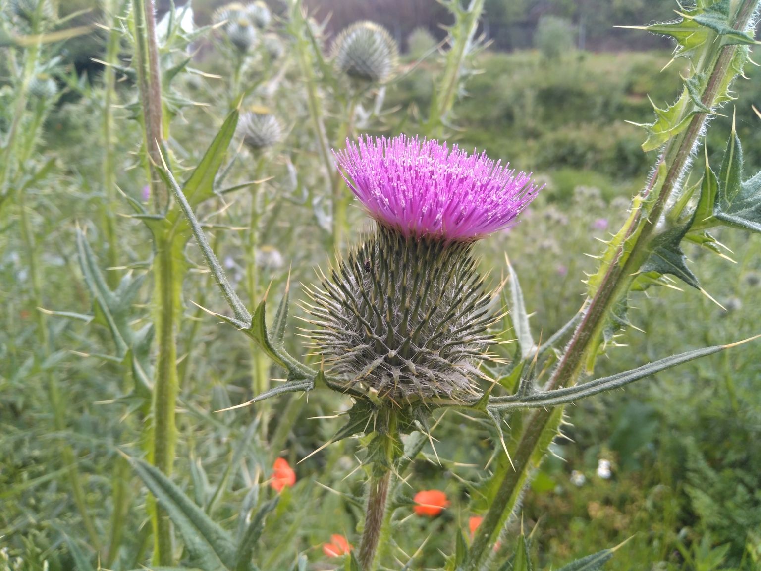 Cirsium vulgare