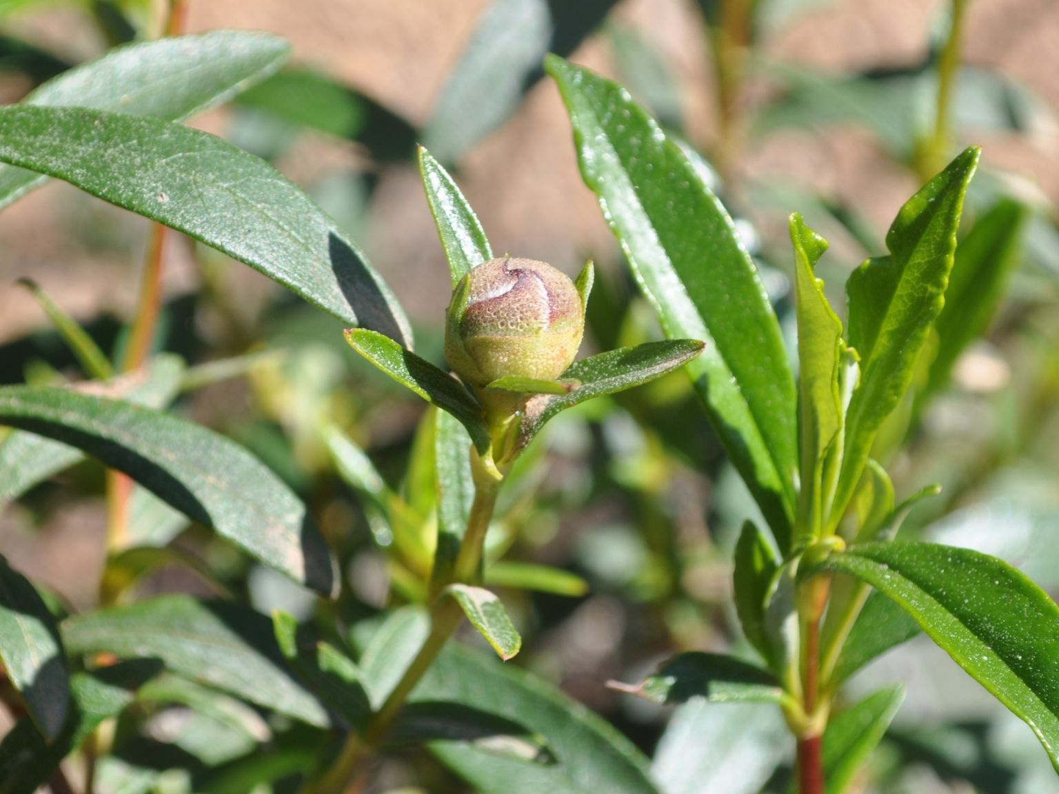 Cistus ladanifer ladanifer