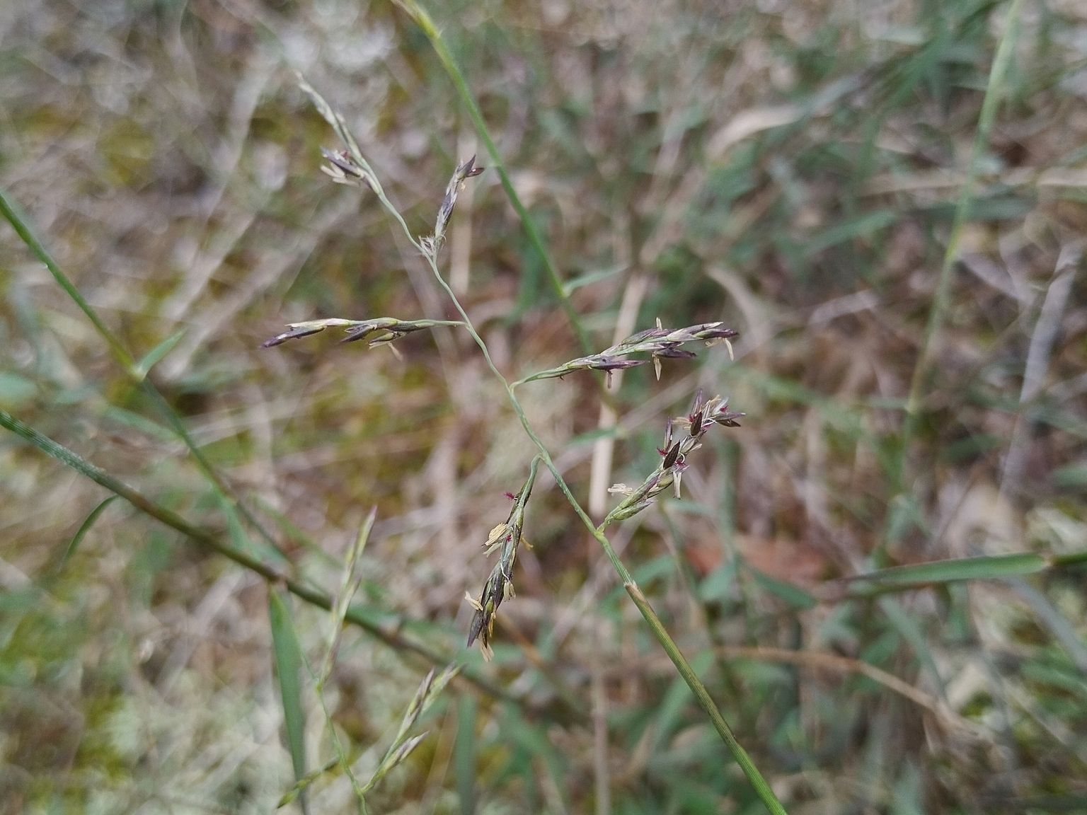 Cleistogenes serotina