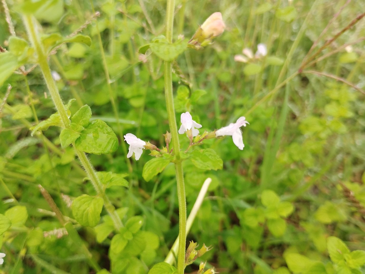 Clinopodium nepeta sprunneri