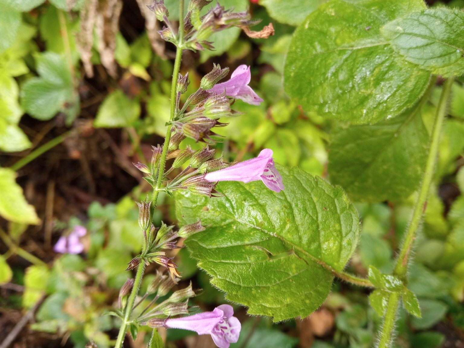 Clinopodium nepeta sylvaticum
