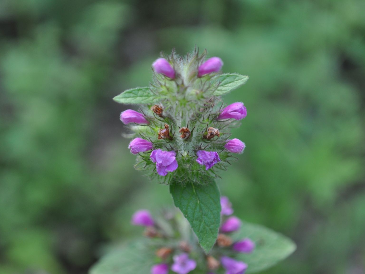 Clinopodium vulgare
