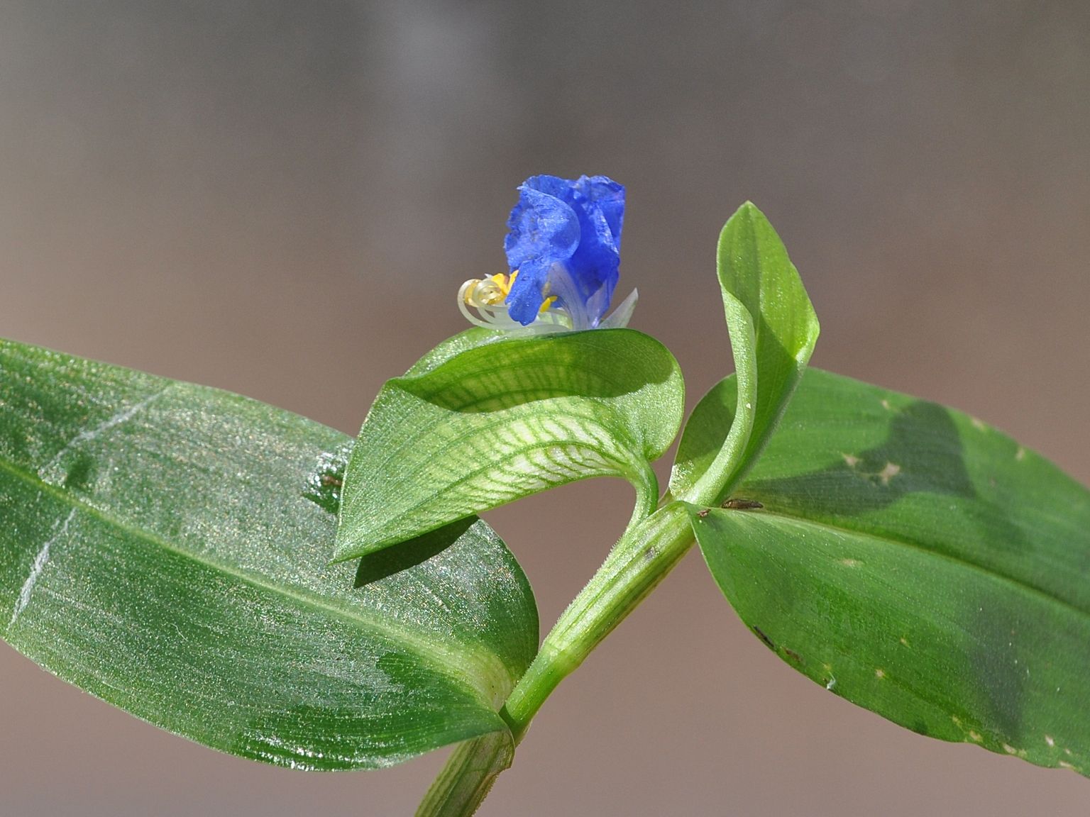 Commelina communis