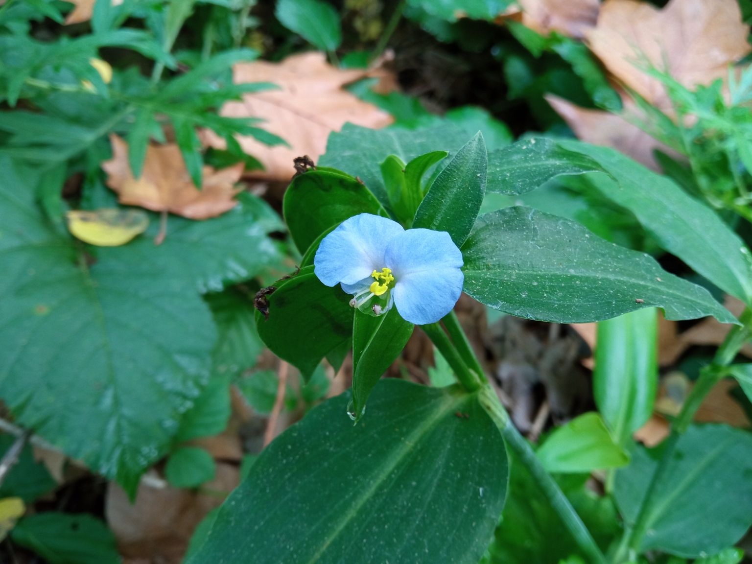 Commelina erecta
