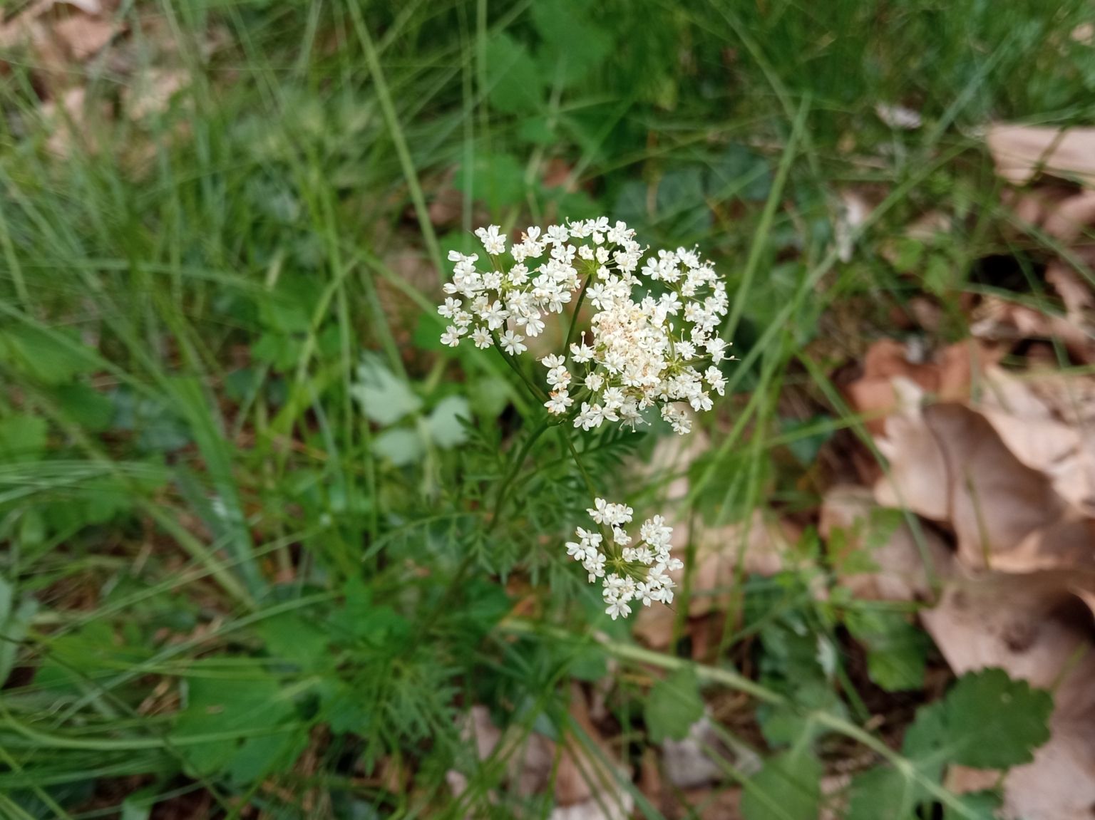 Conopodium majus majus