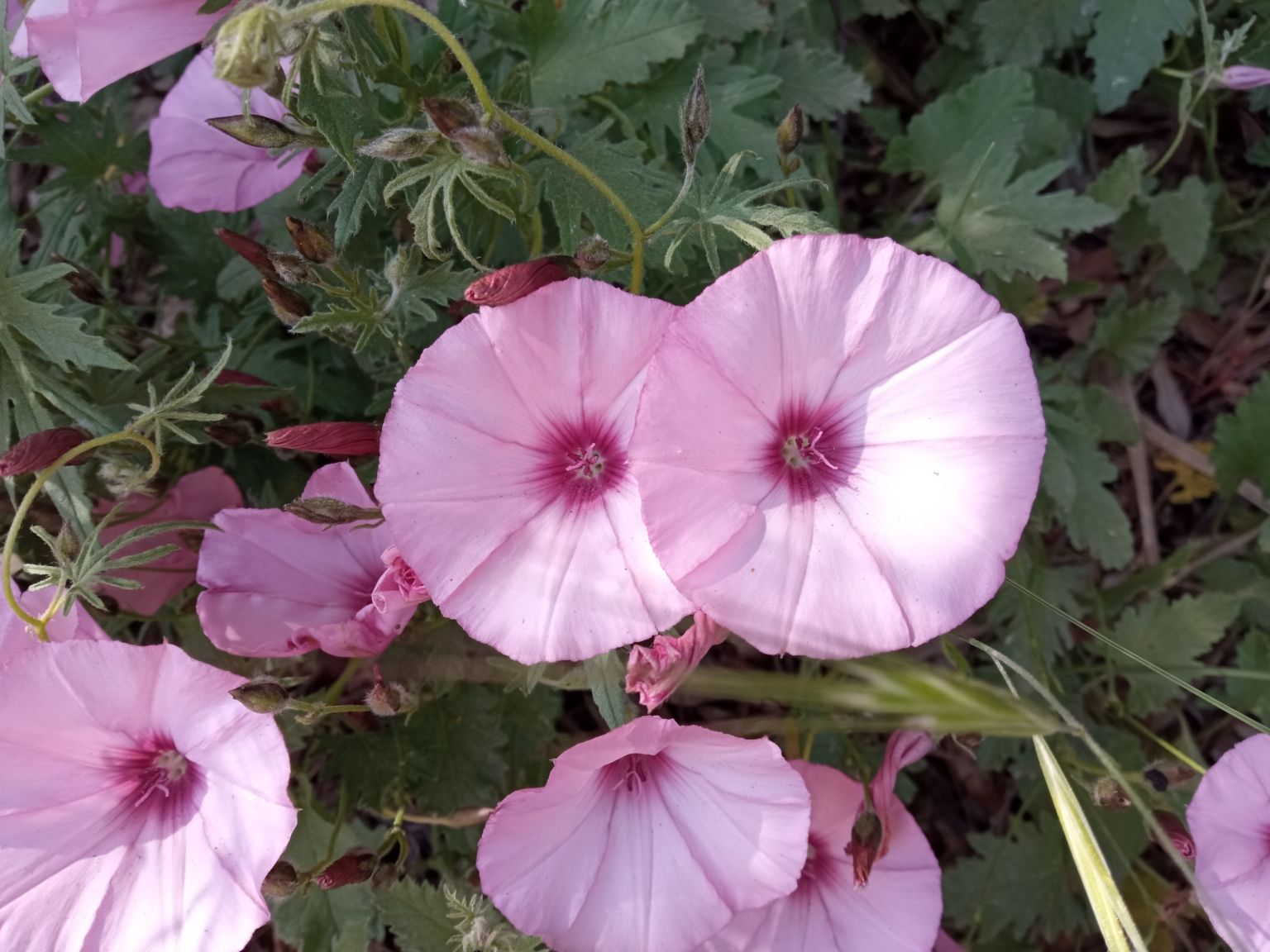Convolvulus althaeoides