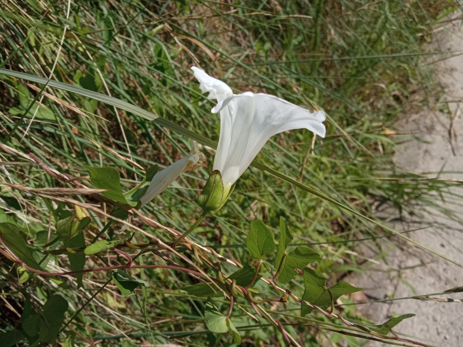 Convolvulus sepium