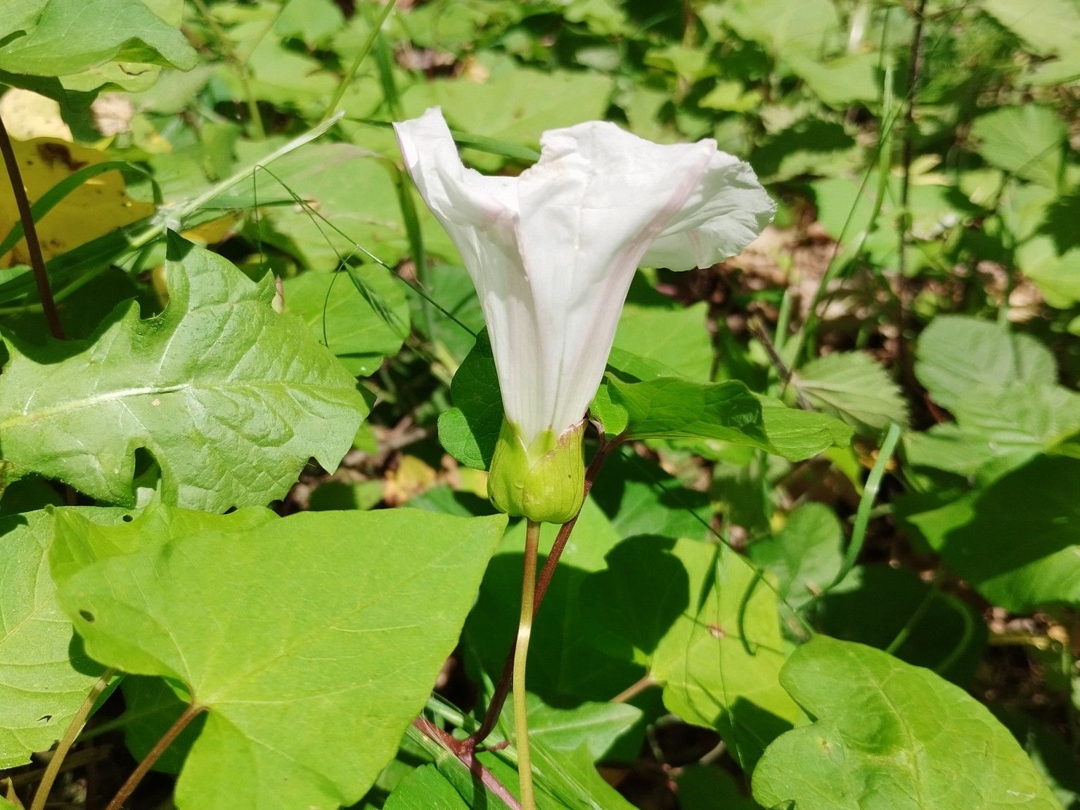 Convolvulus silvaticus
