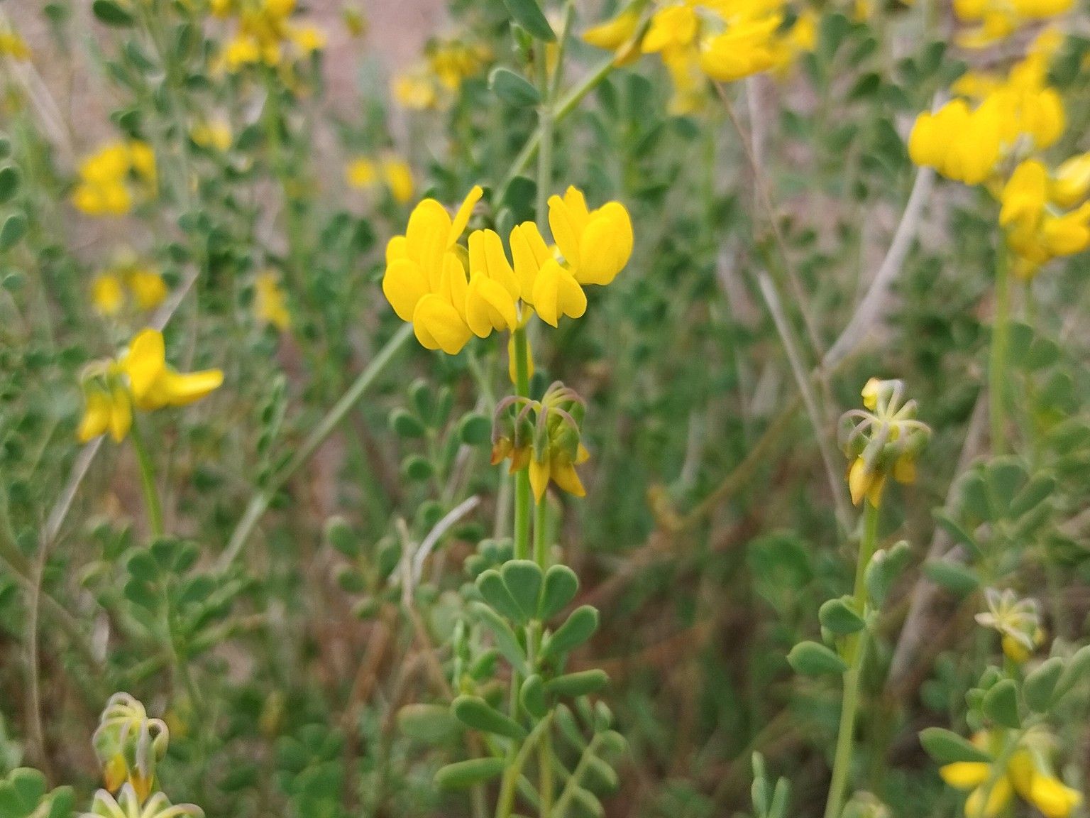 Coronilla lotoides