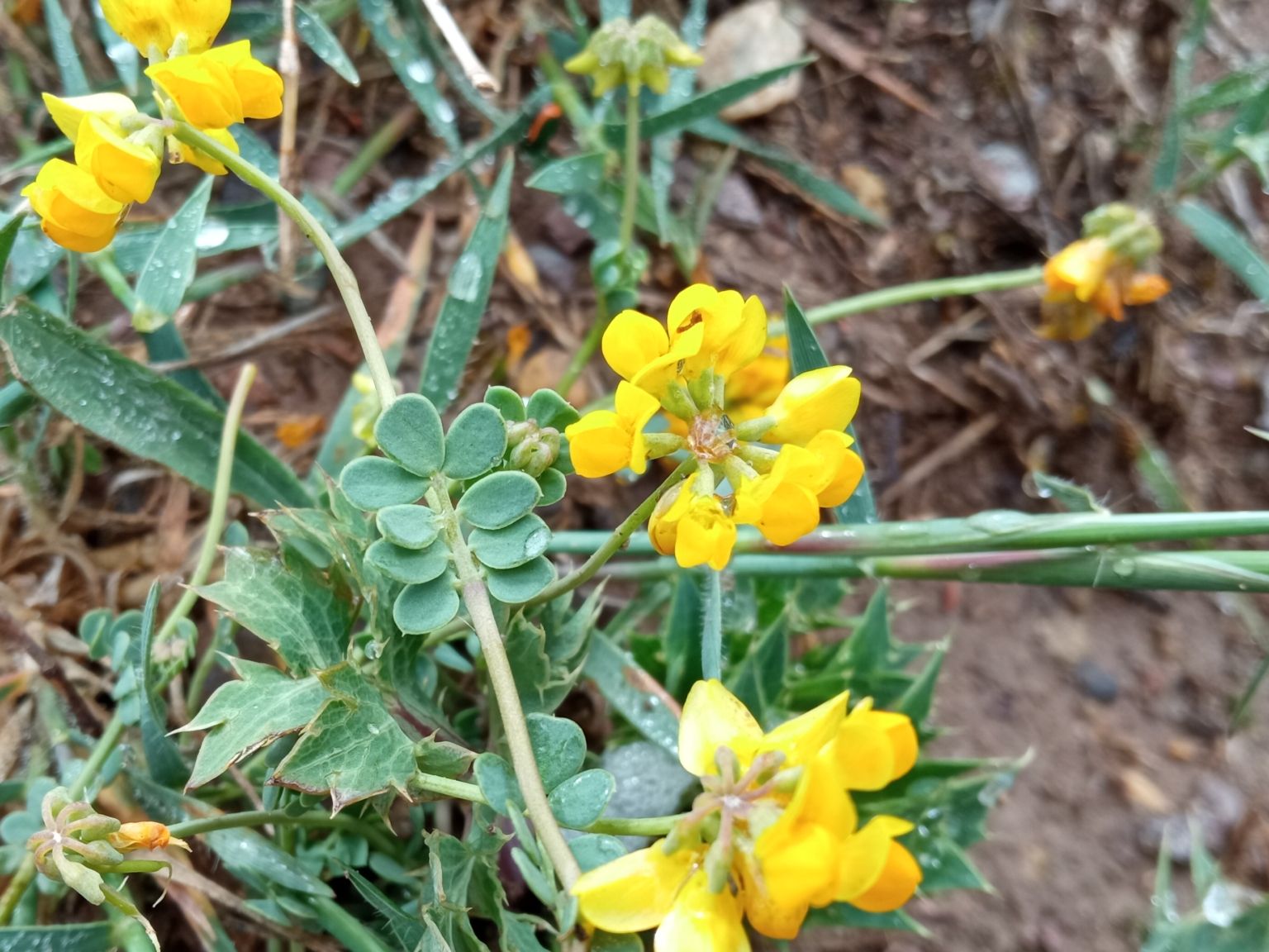 Coronilla minima minima