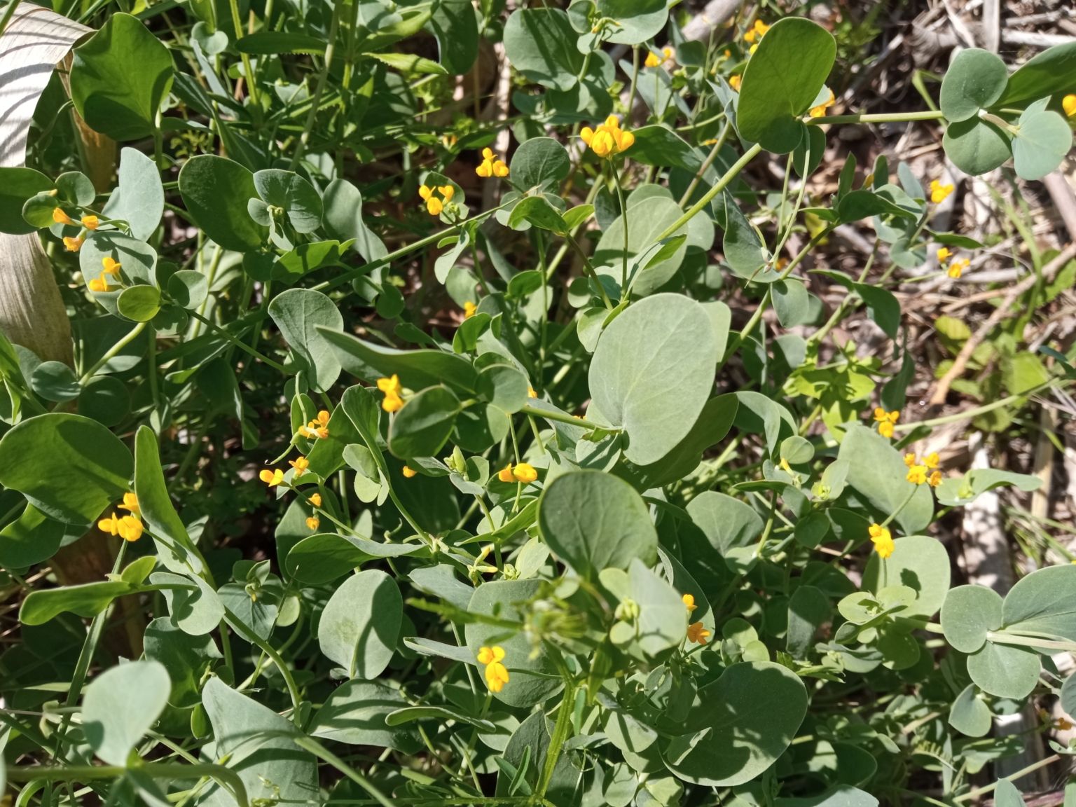 Coronilla scorpioides