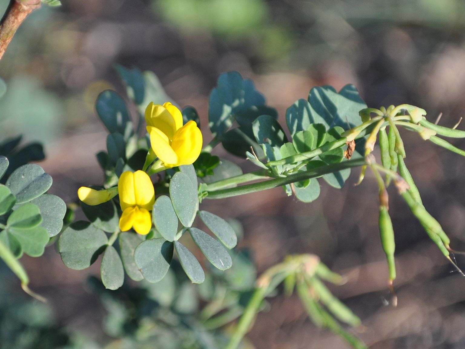 Coronilla valentina glauca