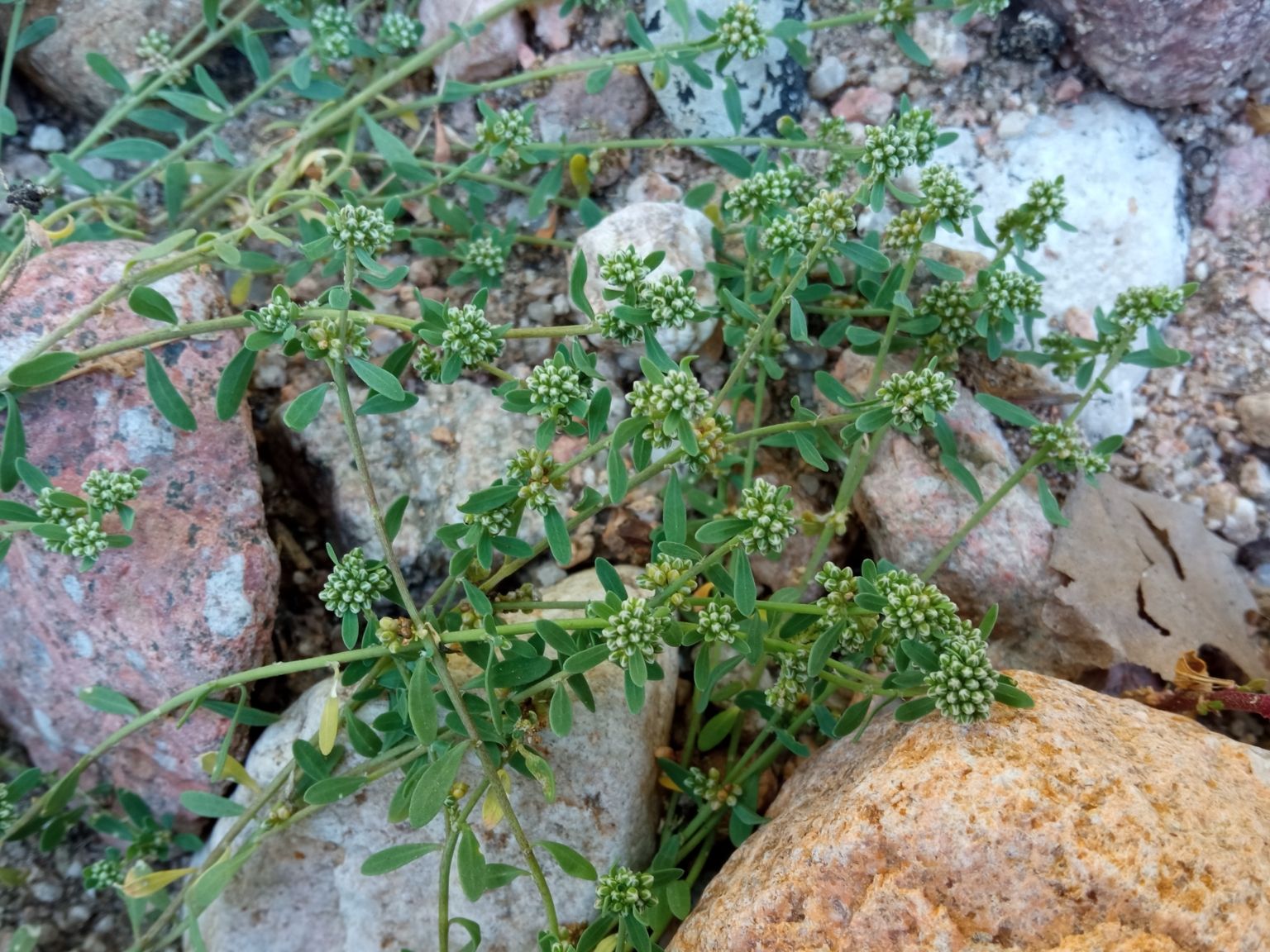 Corrigiola litoralis litoralis