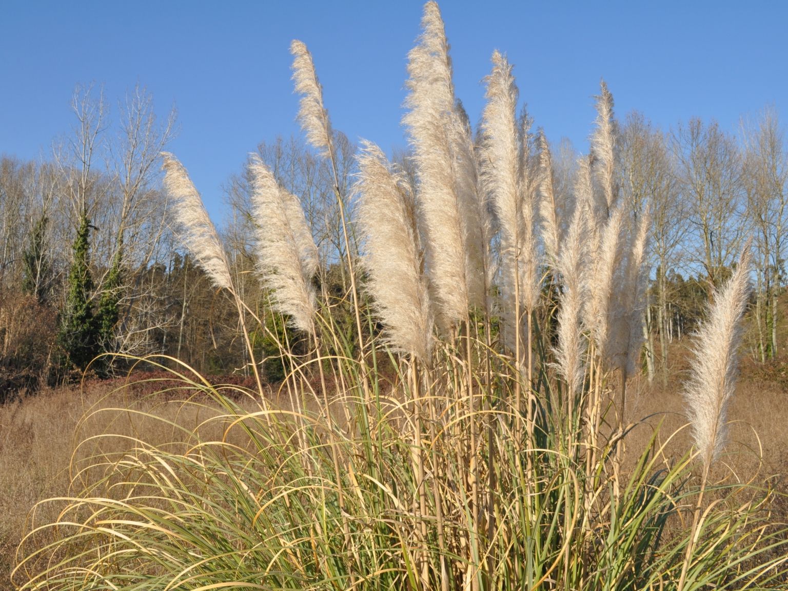 Cortaderia selloana