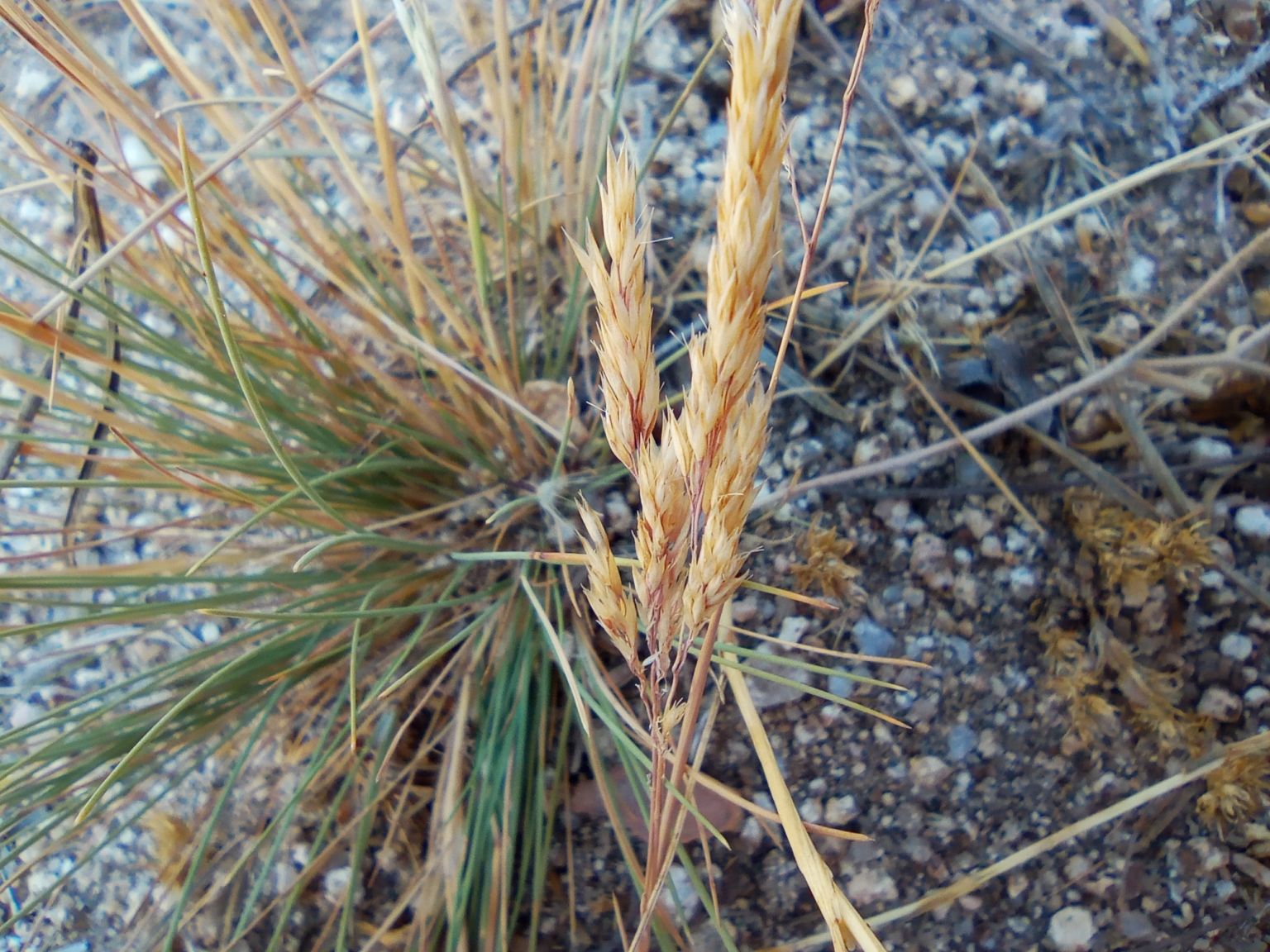 Corynephorus canescens