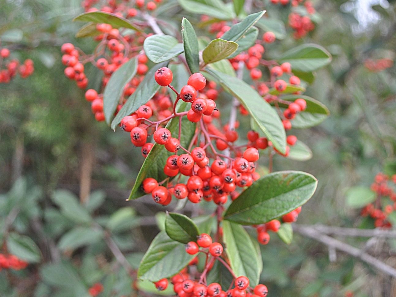 Cotoneaster coriaceus