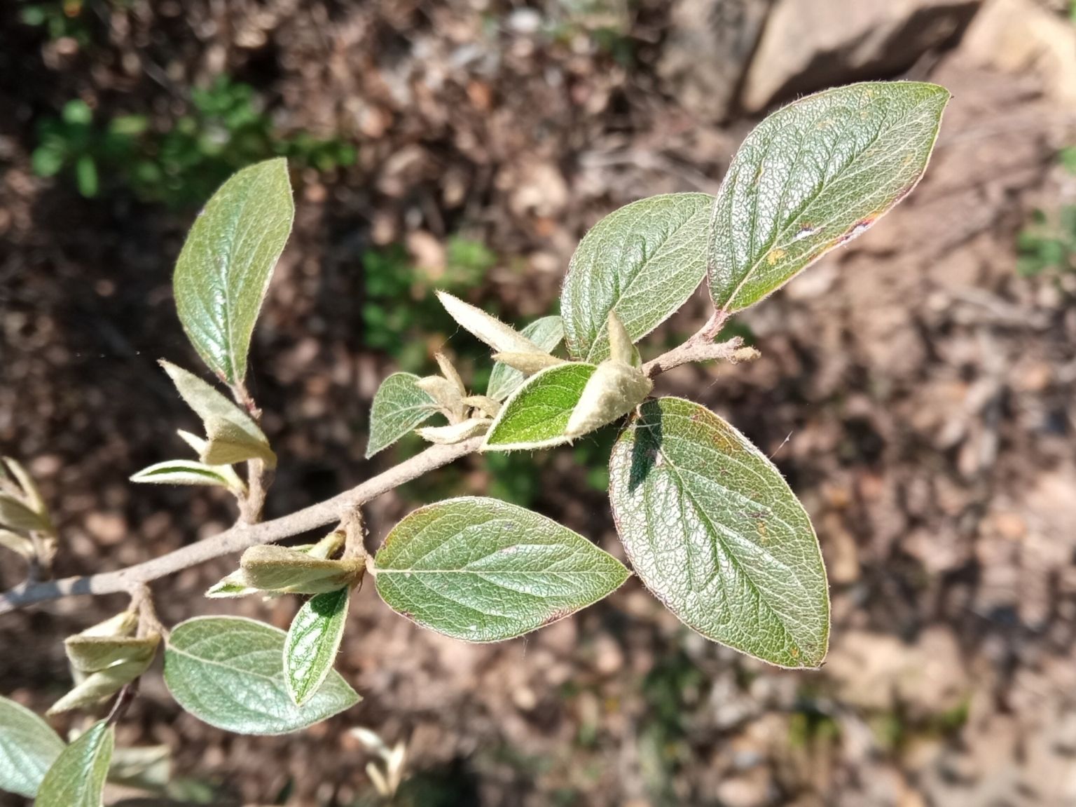 Cotoneaster franchetii