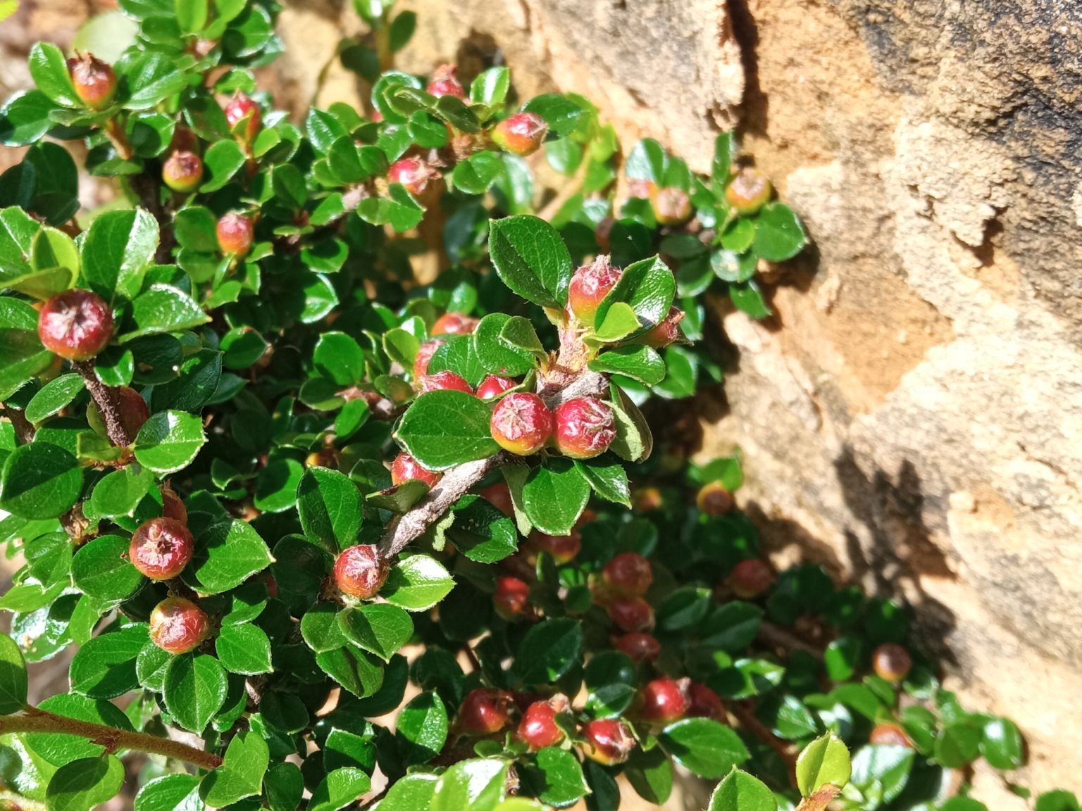 Cotoneaster horizontalis