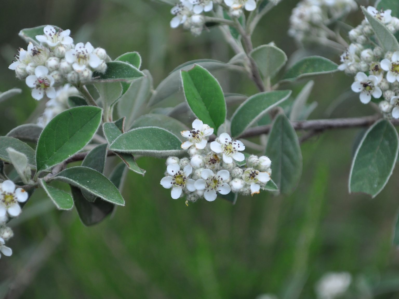 Cotoneaster pannosus