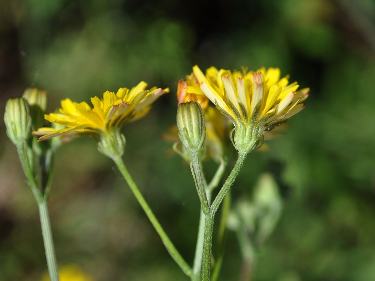 Crepis capillaris