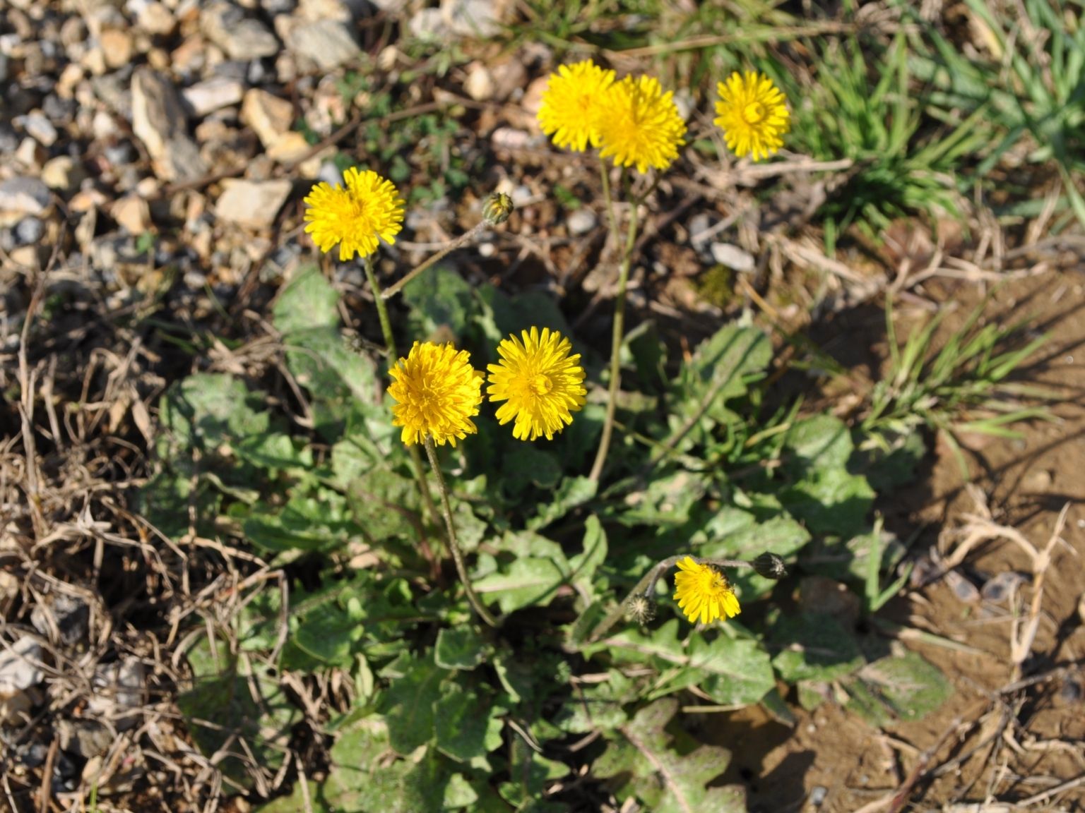 Crepis sancta