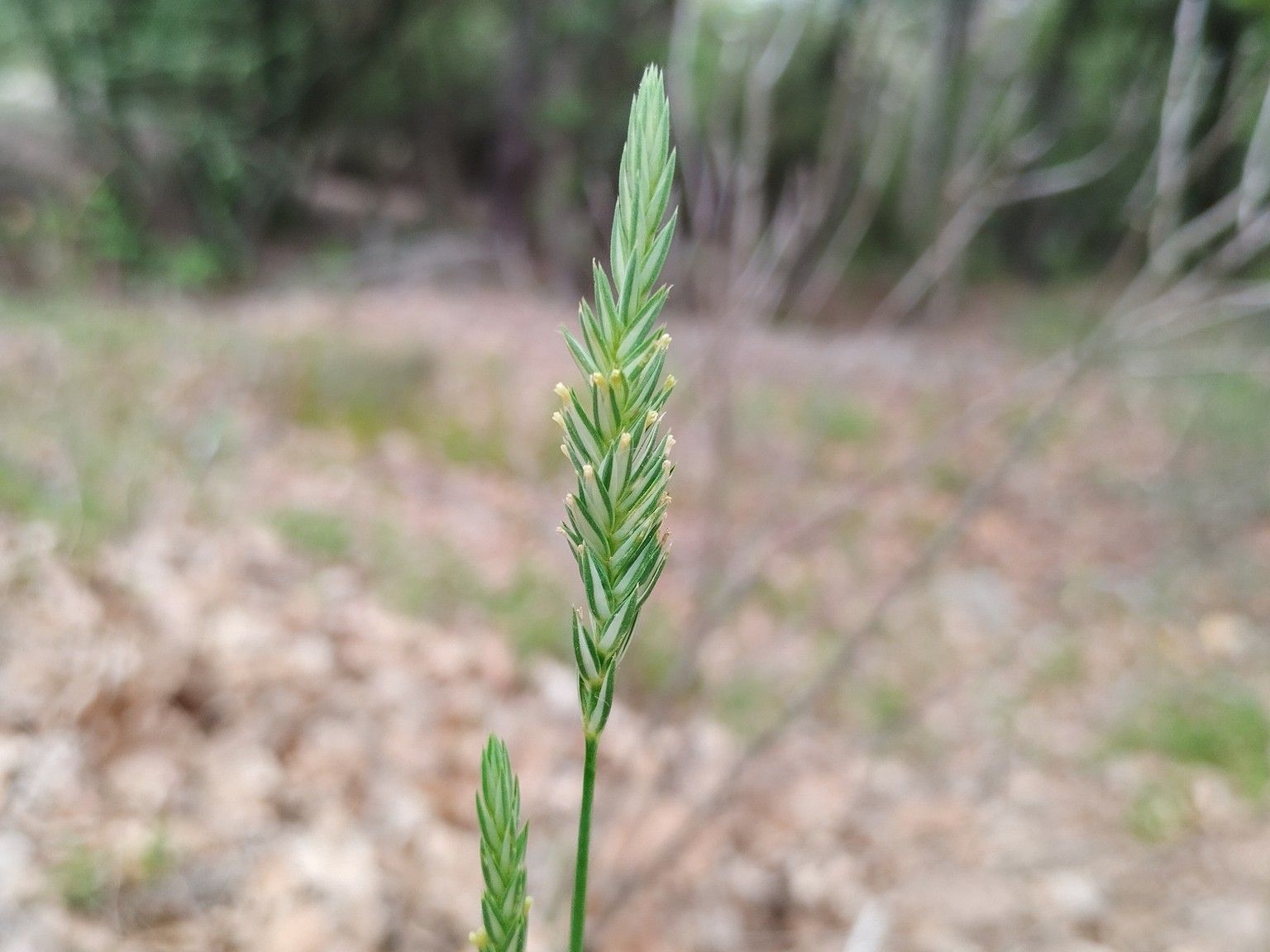 Crucianella angustifolia