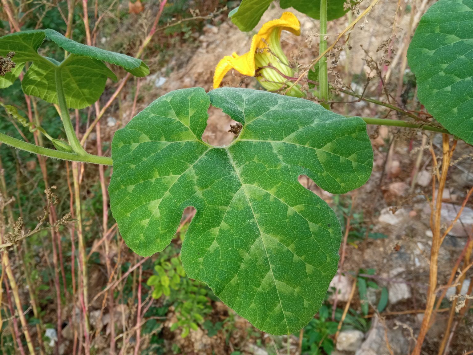 Cucurbita ficifolia