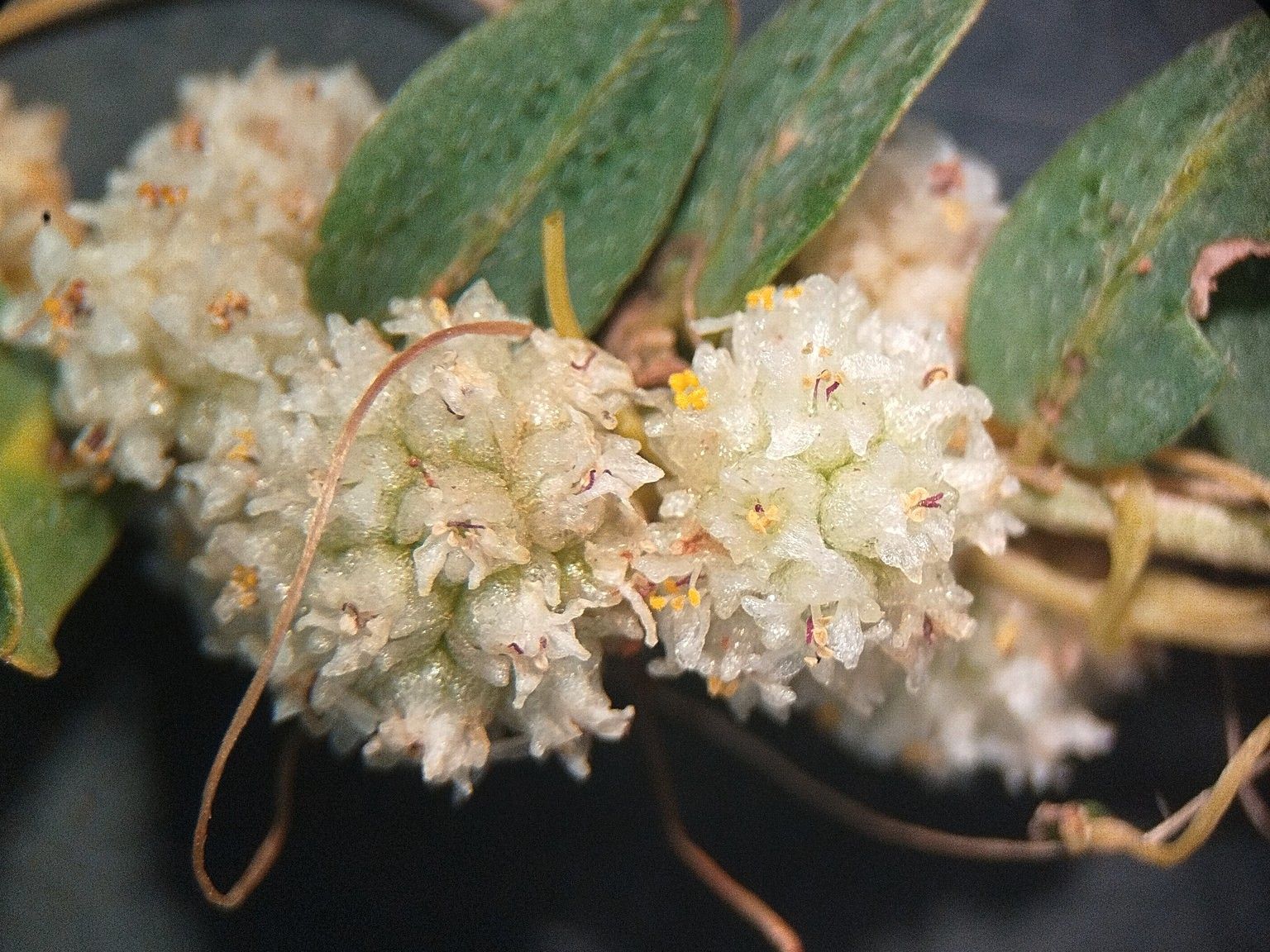 Cuscuta approximata approximata