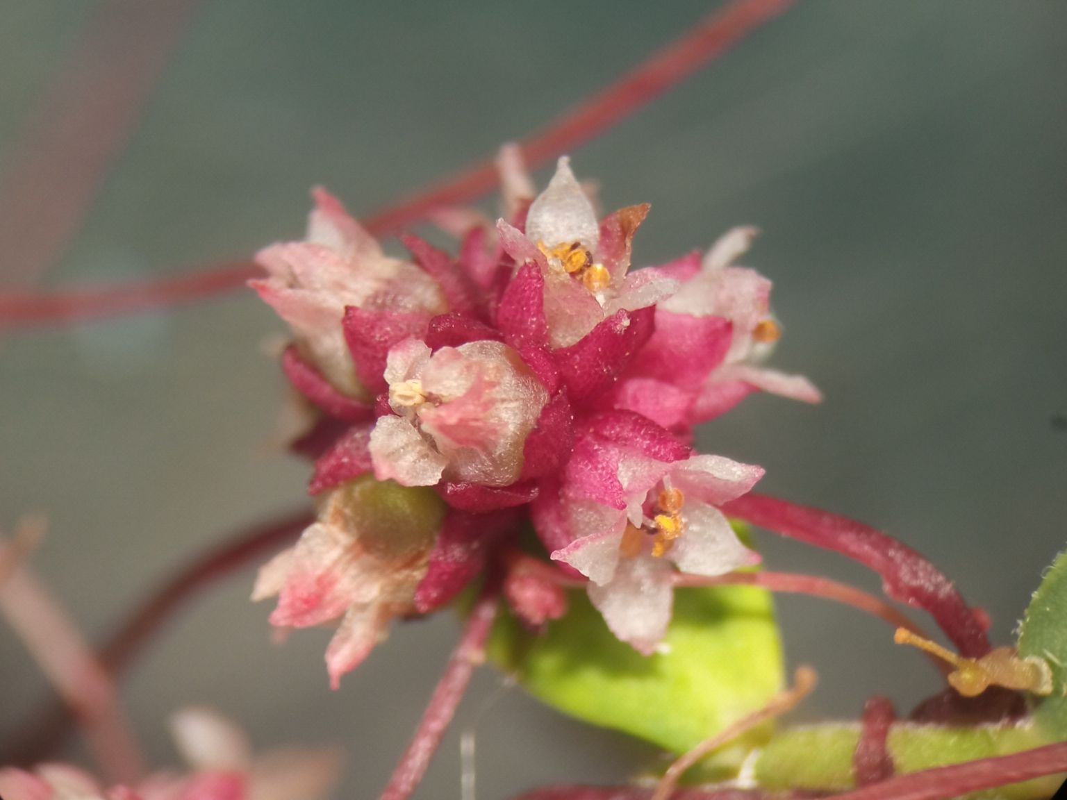 Cuscuta epithymum